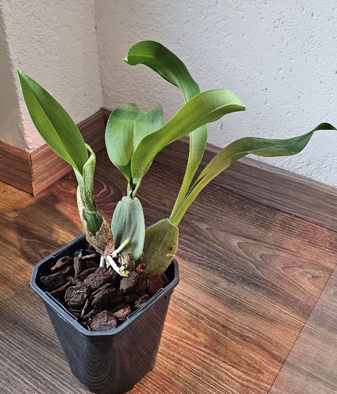 Piante & sementi: Orchidee Rossioglossum Rawdon Jester – Usato da Jona venduto da Smurnaya 3
