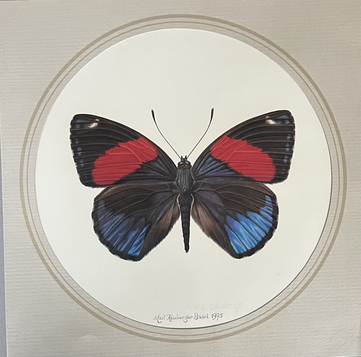 Grafica & Litografie: Original Max Heuberger Schmetterling-Litho, Basel 1975! – Usato da Riehen venduto da mcmal 1