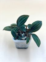 Ludisia Discolor