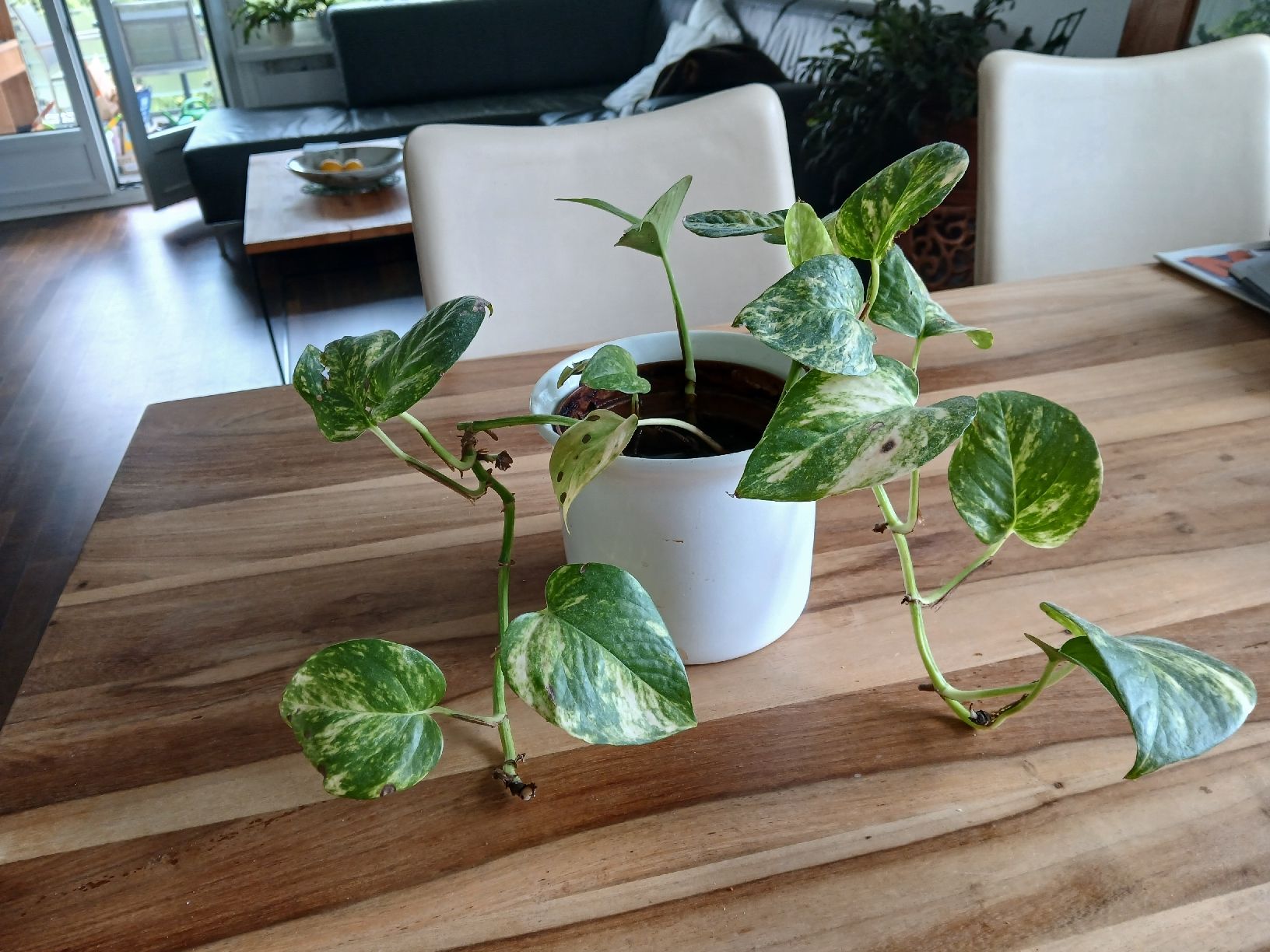 Pflanzen & Samen: Pothos plant Epipremnum Aureum brown pot good condition – Gebraucht aus Dübendorf von LoRi-2026