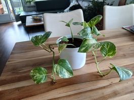 Pothos plant Epipremnum Aureum brown pot good condition
