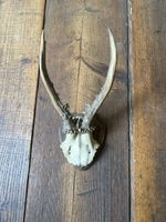Alte Reh trophae, Geweih auf Holzschild, Deko für Wand 48