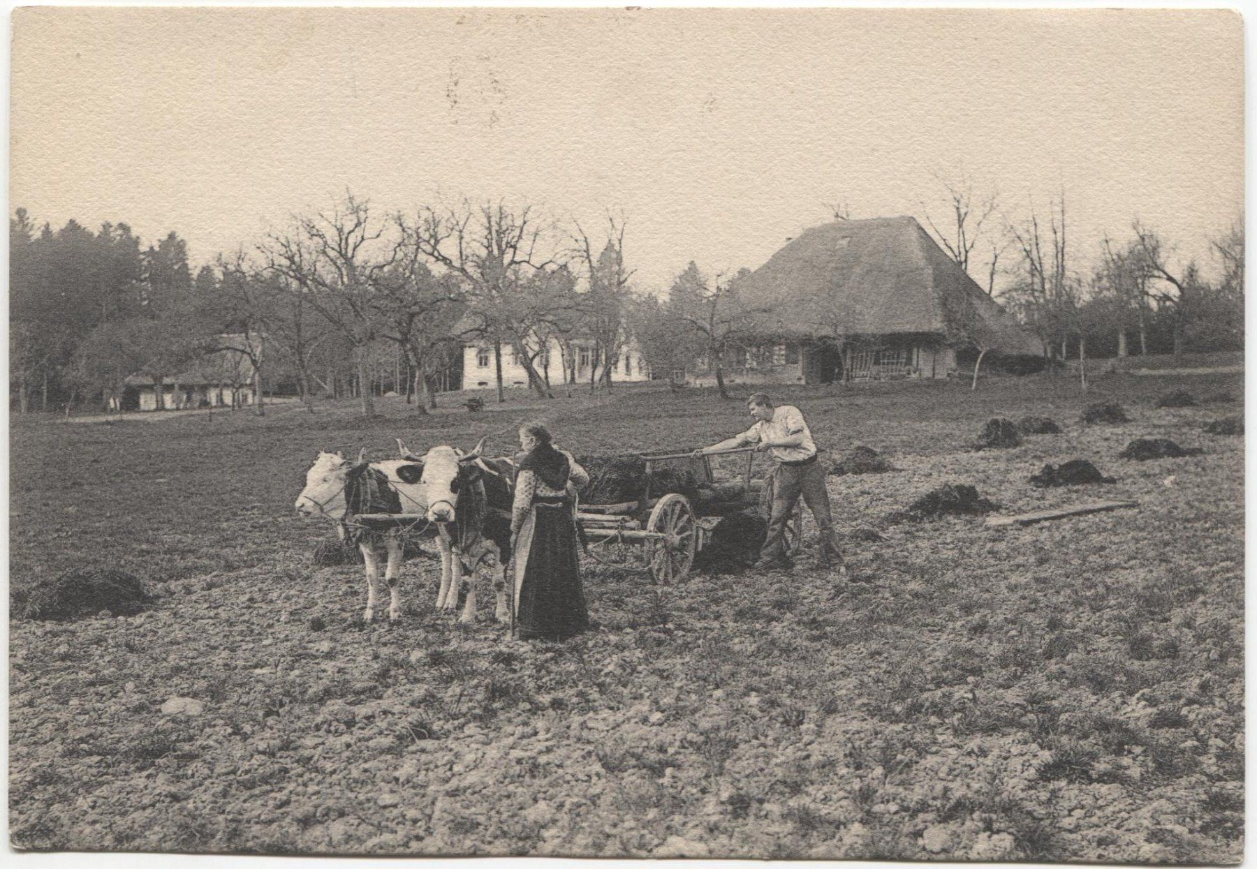 Cartoline postali: Aargauer Strohdachhaus 1904 – Usato da Rothrist venduto da Clanx