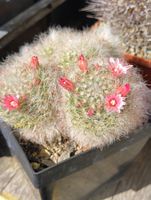 Kakteen, Pflanze, Mammillaria