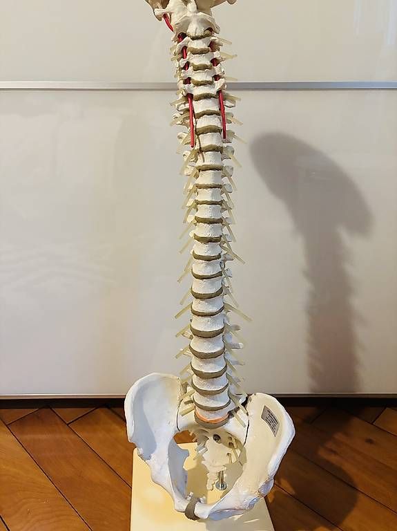 Kit di modellismo & Modellini statici: Anatomische flexible Wirbelsäule von Erler-Zimmer – Usato da Bern venduto da sim_6tww