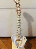 Anatomische flexible Wirbelsäule von Erler-Zimmer