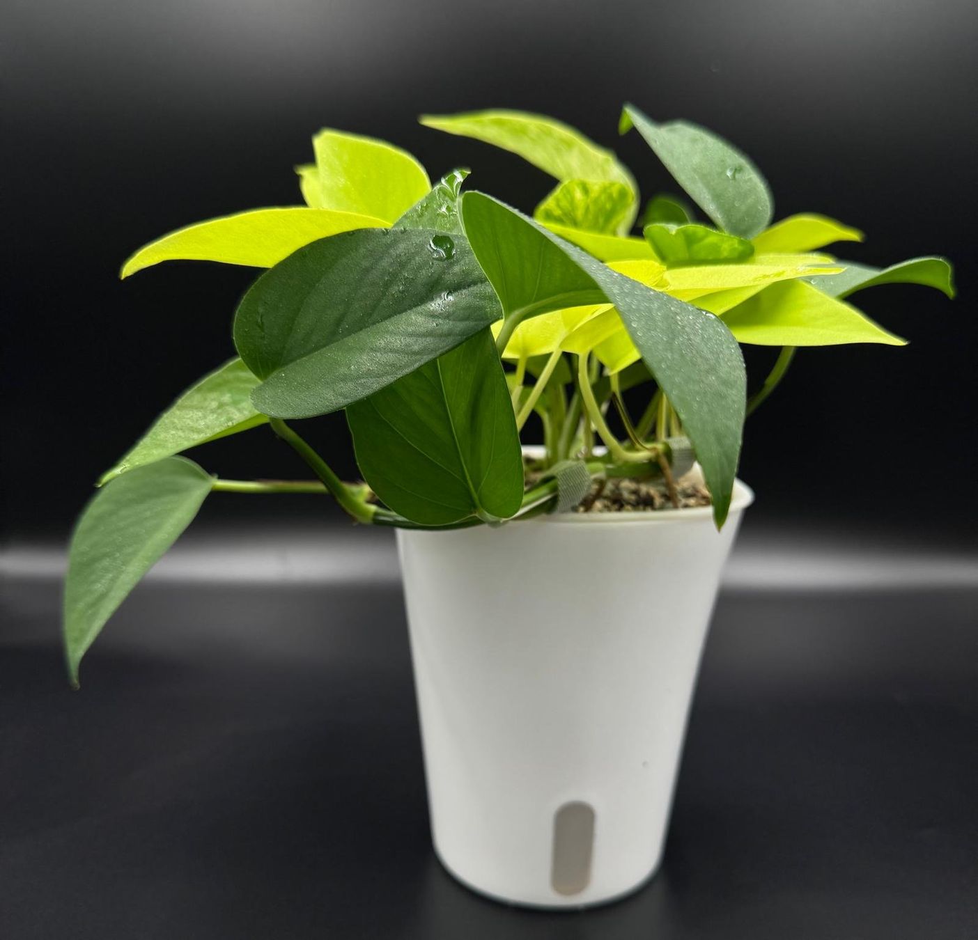 Plantes & graines: Epipremnum aureum, diverse Arten in Semihydro – Neuf (Voir description) à Bühler par googelibear 1