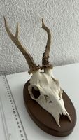 Dekorativer Rehbock-Schädel auf Holzbrett