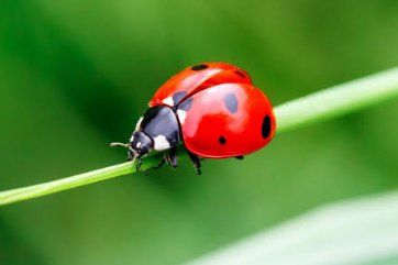 Figurines: Marienkäfer - Coccinelle - Ladybird – D'occasion à Pambio Noranco par Pol69 1