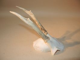 Rehbock Gehörn Trophäe Jagdtrophäe Deko Reh geweih Jagd (2)