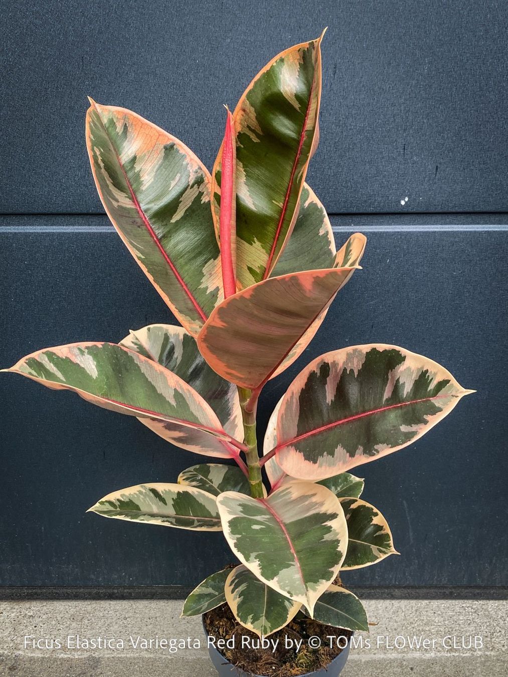 Piante & sementi: Ficus Elastica Variegata Red Ruby - ein absoluter Blickfang – Nuovo e nell'imballaggio originale da Adliswil venduto da asTOMas963 5
