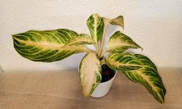 Aglaonema