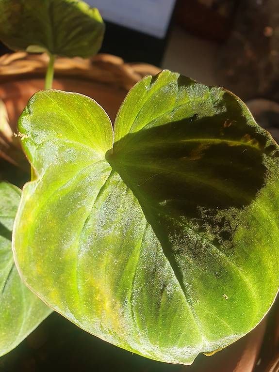 Pflanzen & Samen: Philodendron Gloriosum 'Dark Form' – Gebraucht aus Olten von stritten 1