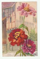 1936, Bunte Zinnien am Fachwerkhaus