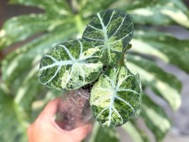 Alocasia Ninja Tricolor