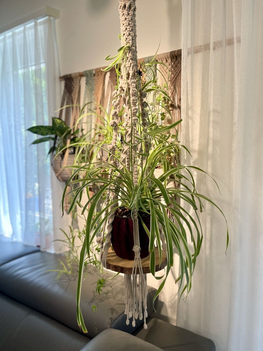 Tutte le decorazioni: 🪵 Makramee Blumenampel mit Glasboden oder Holzplatte🌺 – Nuovo e nell'imballaggio originale da Adliswil venduto da Ajoure_Atelier 1