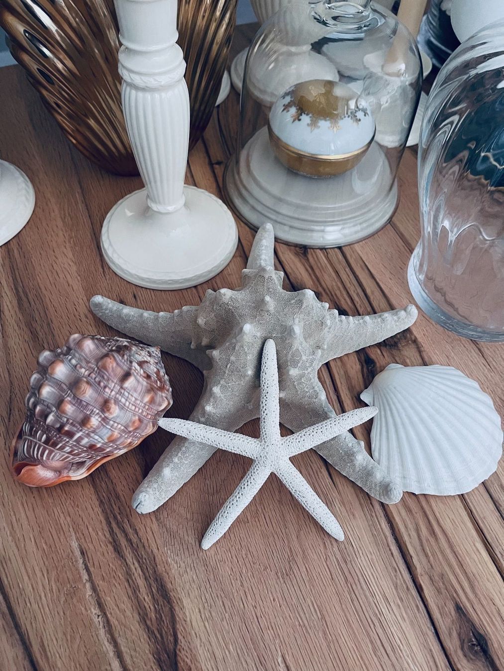 Fossilien: Muscheln Set – Gebraucht aus Winkel von KaschmirArt 7