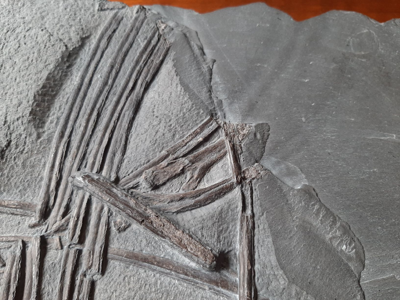 Fossili: Ichthyosaurier Wirbelsäulenstück und Rippen – Usato da Rickenbach BL venduto da Oktober68 1