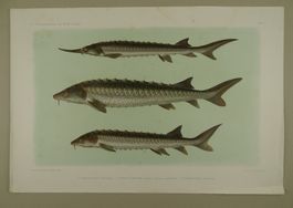 STERNHAUSEN, WAXDICK, FISCHE ICHTHYOLOGIE, LITHOGRAPHIE 1908