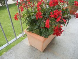 Blumenkistli Terracotta (rechteckig und massiv)