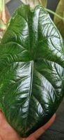 🤩Alocasia Green Unicorn Rhizom 