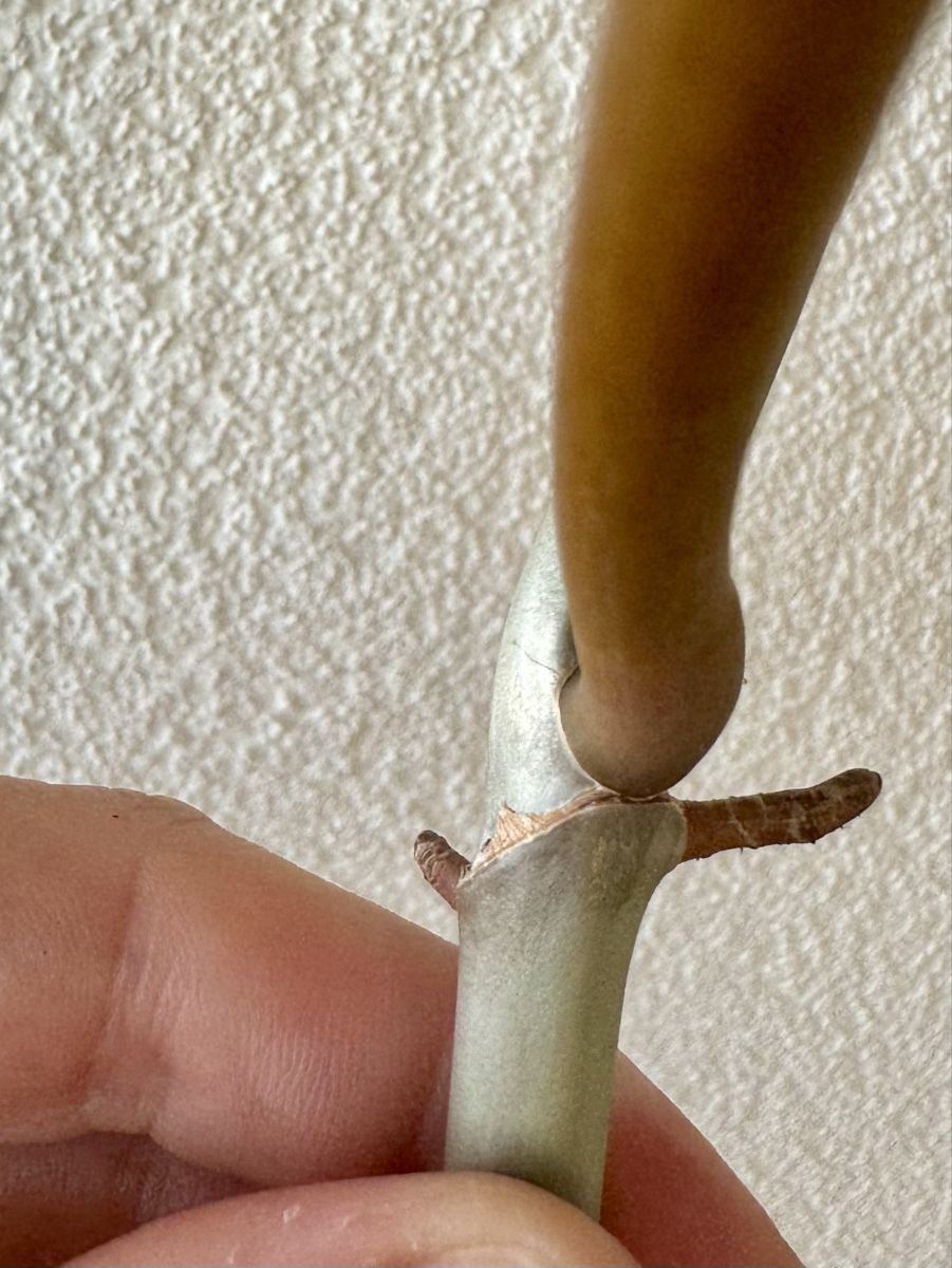 Piante & sementi: Philodendron Billietiae | Fresh Cutting | Large Leaf – Nuovo (secondo la descrizione) da Bülach venduto da Bloom_Witch 1