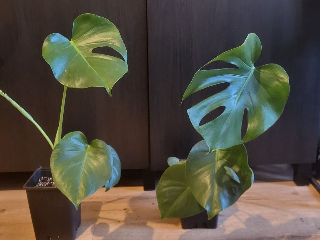 Piante & sementi: Monstera Deliciosa M/L – Usato da Pregassona venduto da maslud