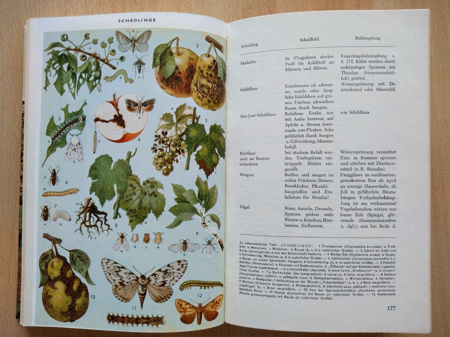 Libri: Herders Gartenbuch – Usato da Jona venduto da Argus36 7