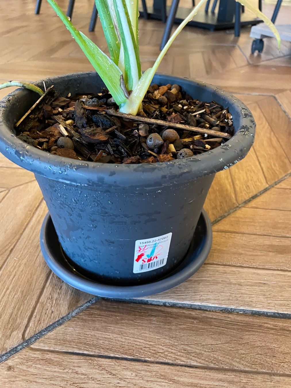 Piante & sementi: Monstera Thai Constellation – Nuovo (secondo la descrizione) da Steinhausen venduto da CHANH-PHAP 1