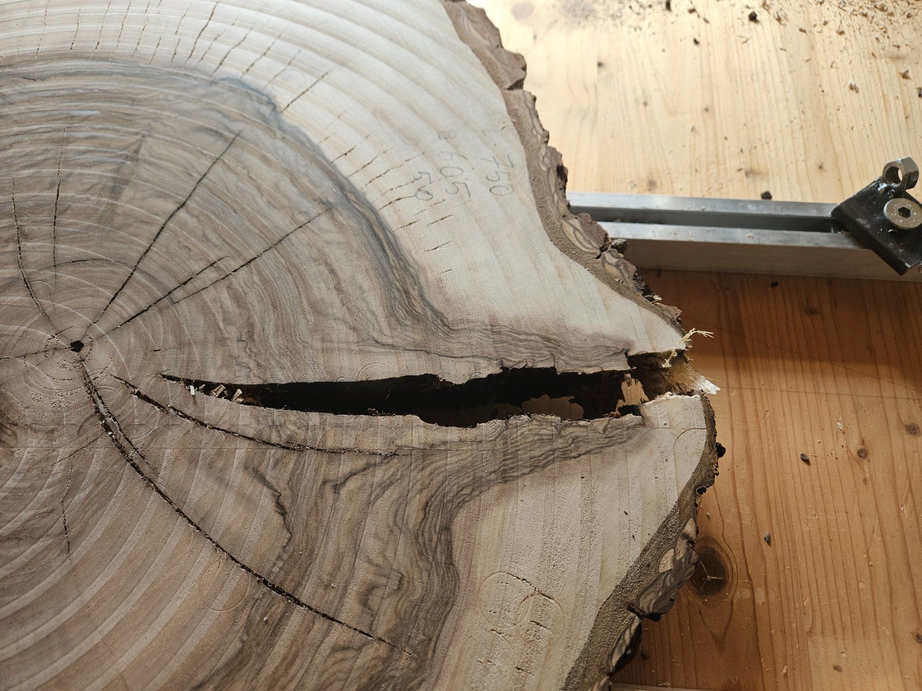 Holzartikel: Nussbaum Holz Baumscheibe – Neu (gemäss Beschreibung) aus Schangnau von egli6.2 4