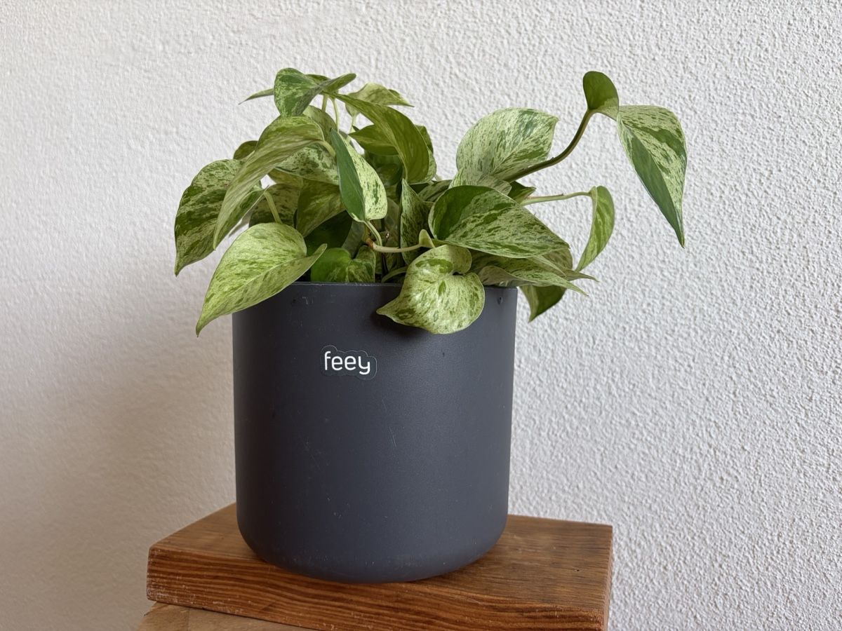 Plantes & graines: Epipremnum mit Topf – D'occasion à Baar par annasorbian