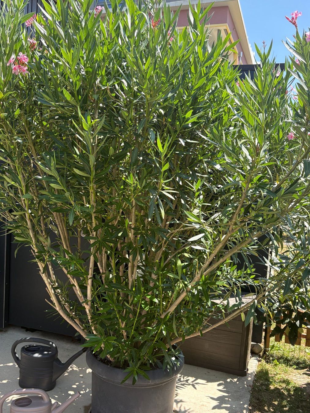 Pflanzen & Samen: gigantischer Nerium oleander ca 2.50 Meter hoch – Gebraucht aus Rafz von KarinKaulfuss