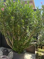 gigantischer Nerium oleander ca 2.50 Meter hoch