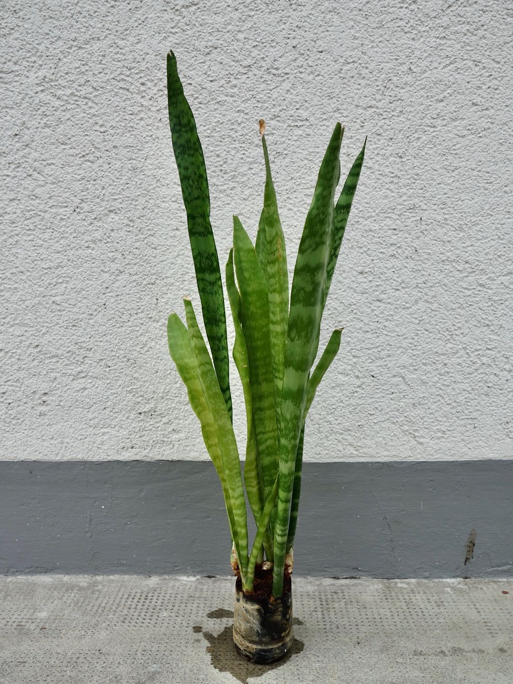 Piante & sementi: Bogenhanf Sansevieria Trifasciata – Nuovo (secondo la descrizione) da Kerzers venduto da zimmergruener 3