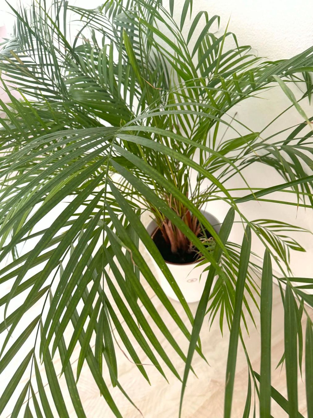 Piante & sementi: Grössere Pflanze – Usato da Bern venduto da MIR-IAM 2