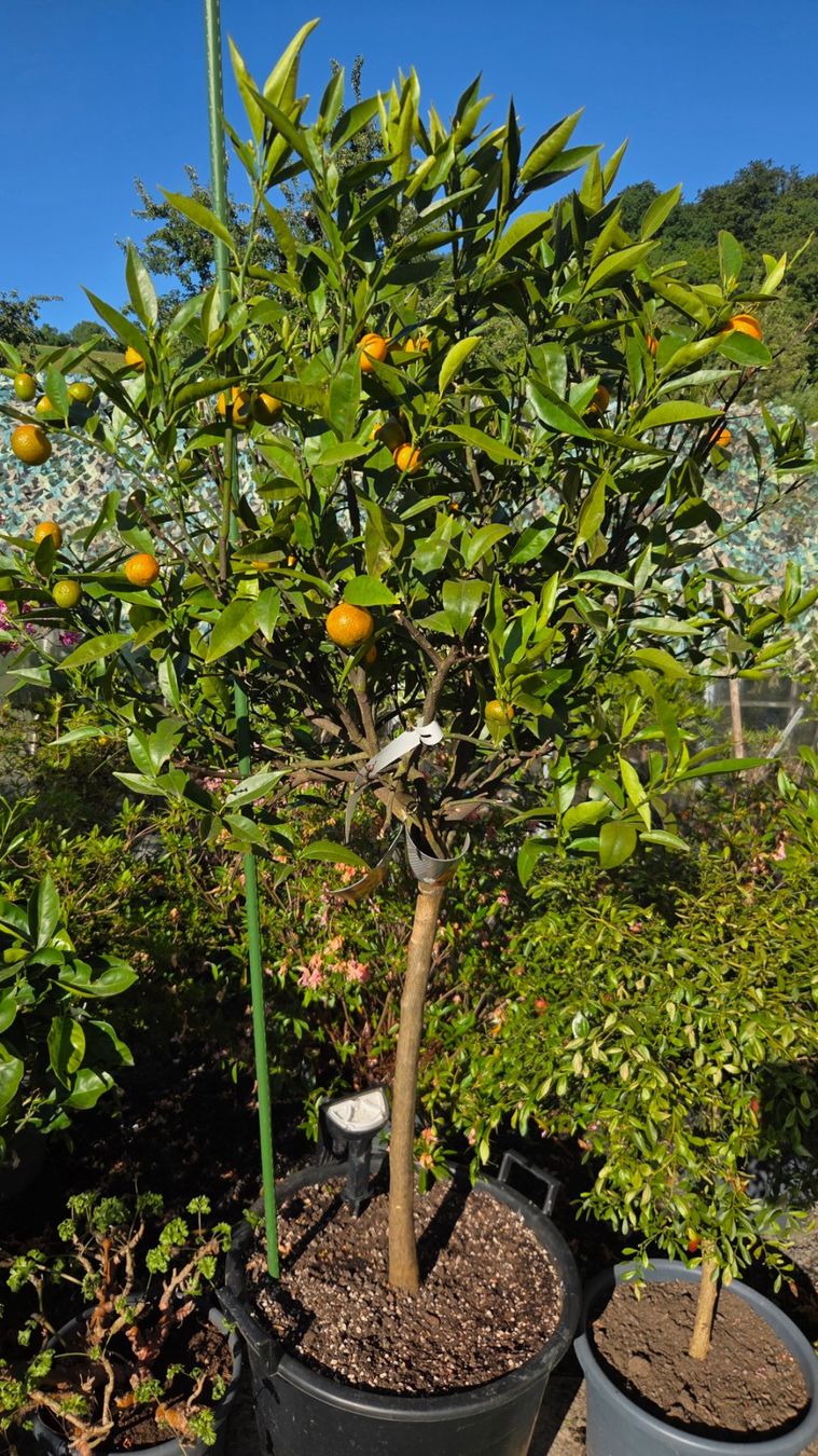 Pflanzen & Samen: zitrus clementine baum 1m80 – Gebraucht aus Unterlunkhofen von tomnova