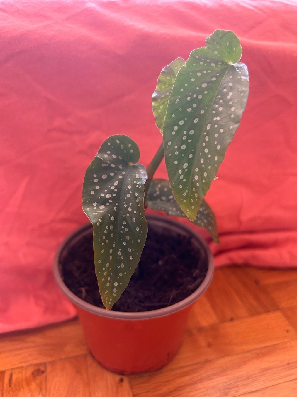 Piante & sementi: Korallenbegonie 🌱 – Usato da Zürich venduto da -Pflaenzlilade 1