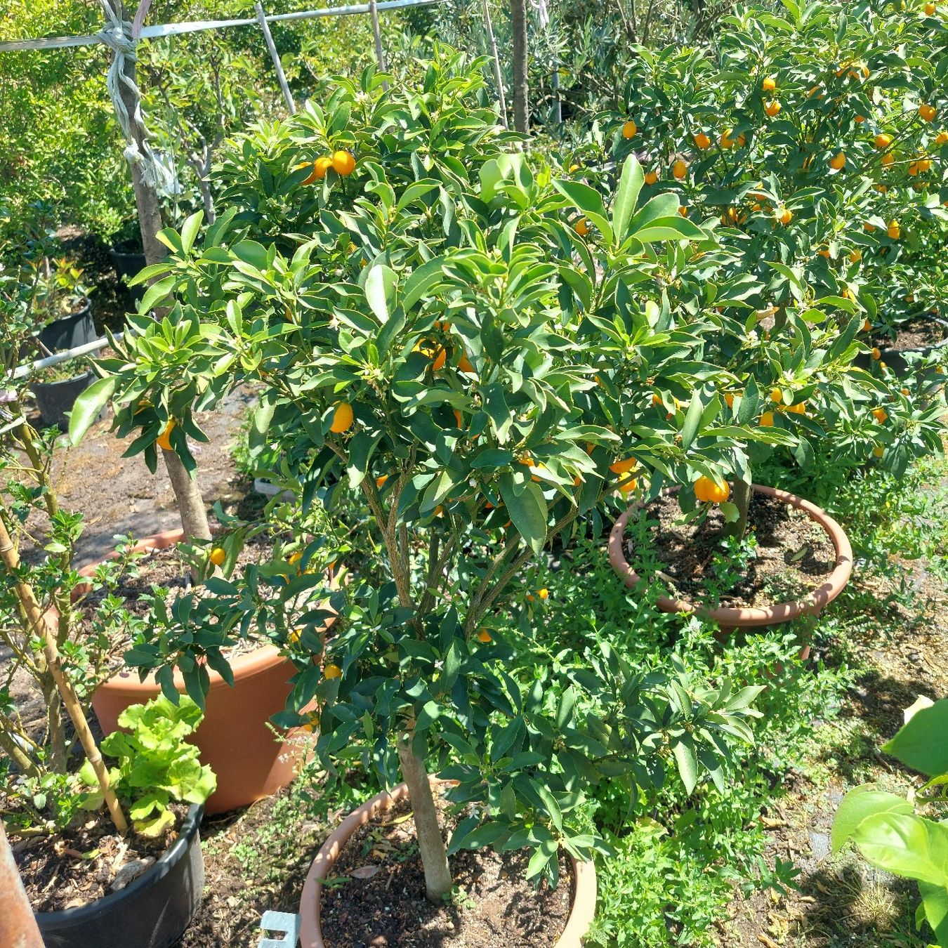 Piante & sementi: Zitronenbaum mit Frucht im Topf  – Usato da Honau venduto da Blazer1 4