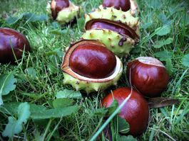 Rosskastanien, frisch gesammelt im Herbst - Deko!