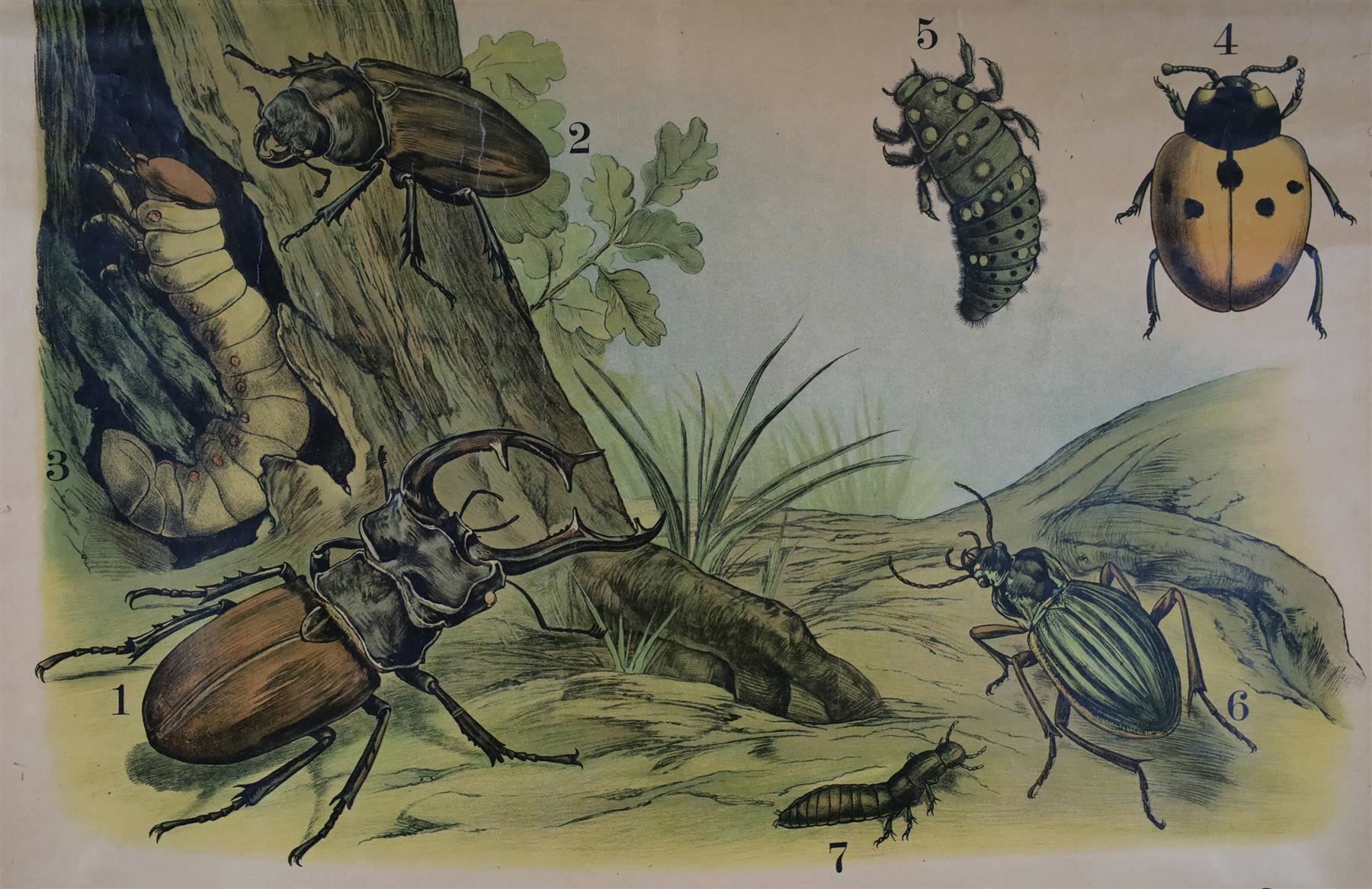 Posters & Illustrations: Schulwandbild "Käfer, Hirschkäfer" – D'occasion à Birrwil par brandschatz_birrwil 2