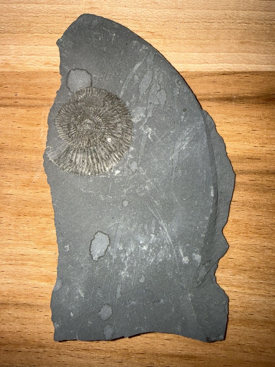 Fossili: Versteinerter Ammoniten-Abdruck – Usato da Grenchen venduto da Bastet007 4
