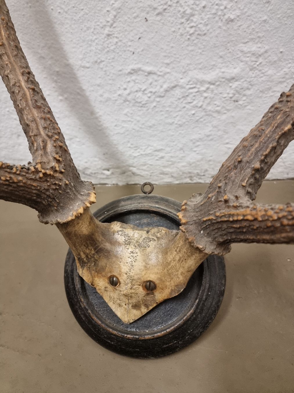 Welt der Tiere: Hirschgeweih auf Holzschild, Wanddekoration, Jagdtrophäe. – Gebraucht aus Olten von Mezopotamya 9