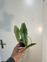 🤩Alocasia Dragon Breath Heterophylla Rizom 