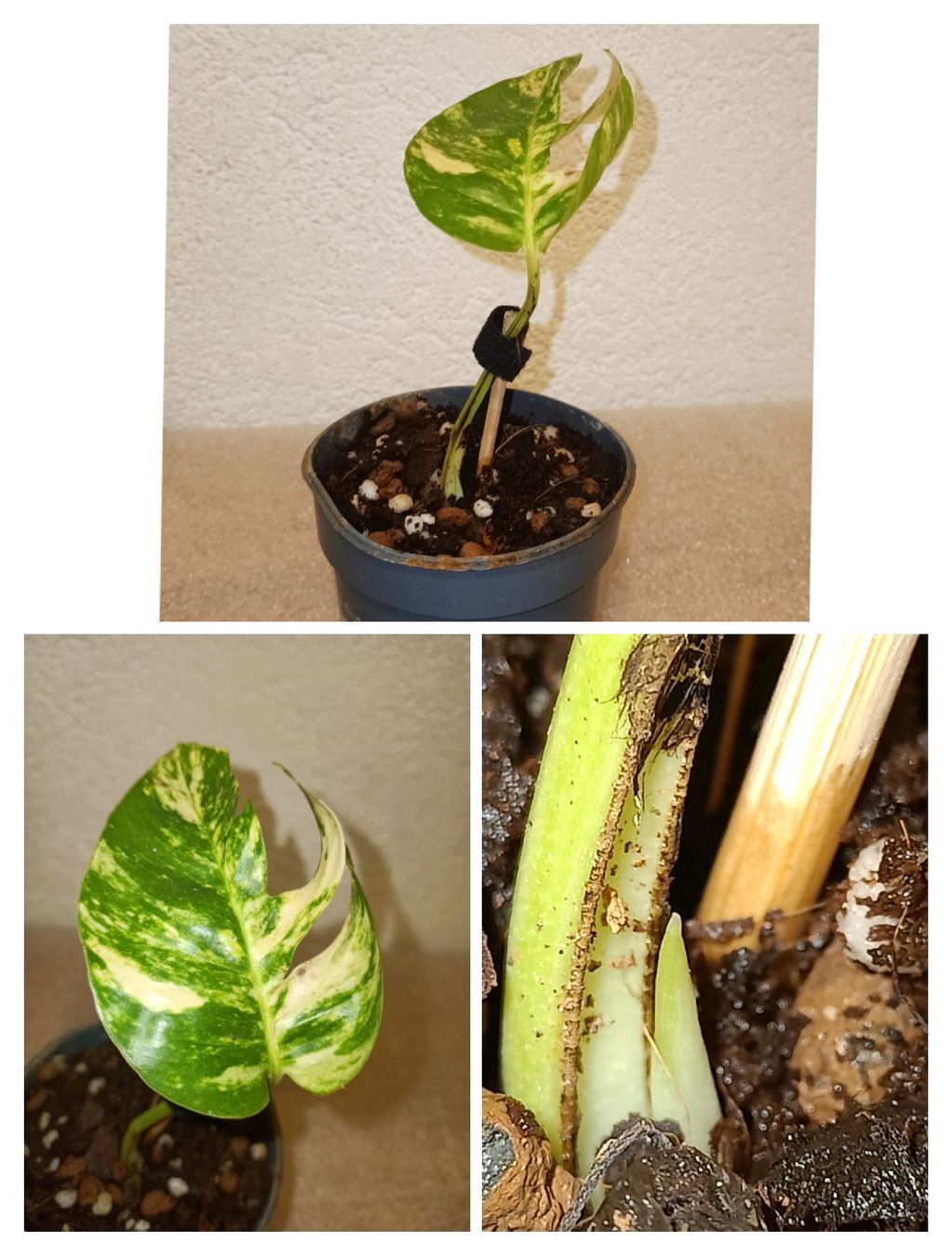 Piante & sementi: Epipremnum Pinnatum "Kujang" Yellow Flame – Nuovo (secondo la descrizione) da schöftland venduto da UniquePlants