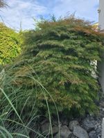 Bonsai japanischer Fächer-Ahorn