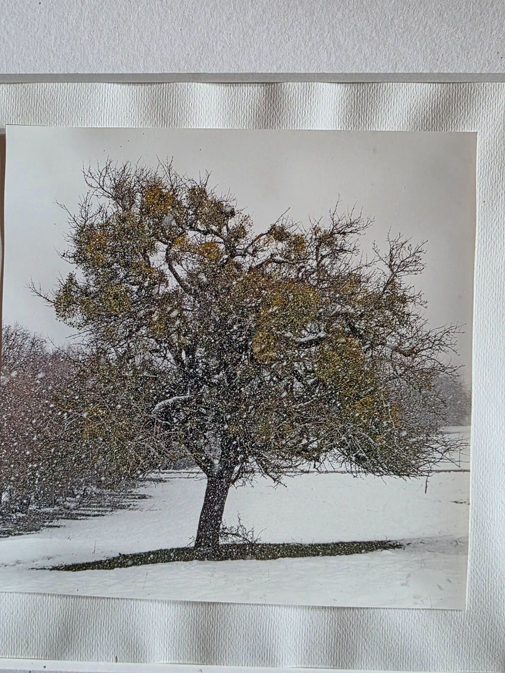 Foto & Immagini: Fotographie Bild wunderbarer Baum im Winter – Usato da Walterswil BE venduto da Lonitti 2