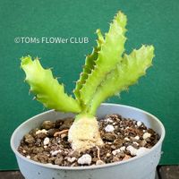 Euphorbia Stellata - einzigartige Form die neugierig macht
