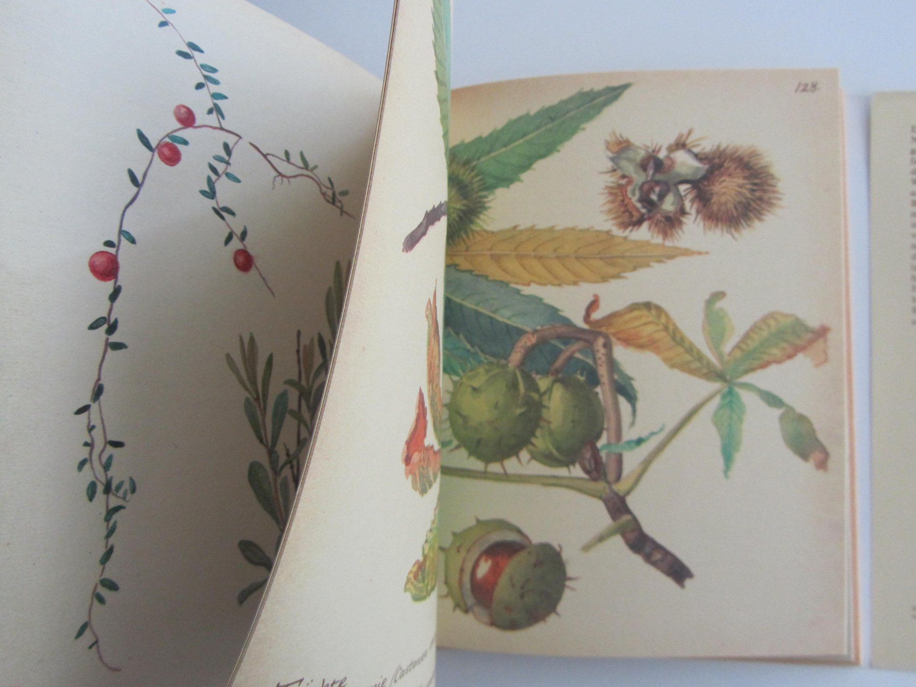 Libri: Das Tagebuch der Edith Holden. – Usato da Locarno venduto da edn.vintage 8