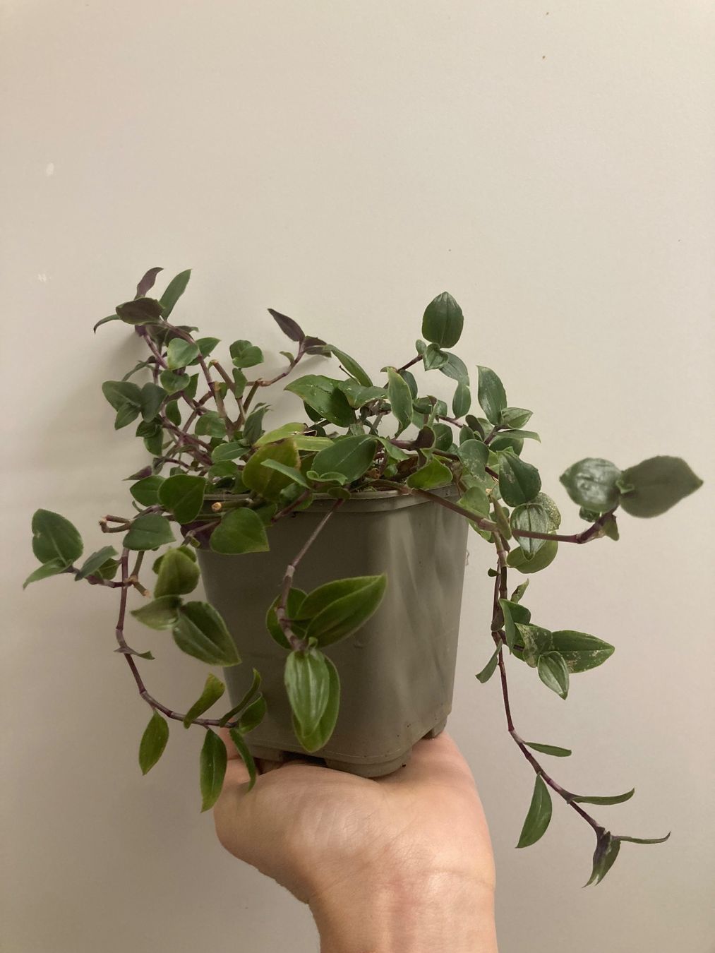 Pflanzen & Samen: Tradescantia :) – Gebraucht aus Zürich von -Pflaenzlilade