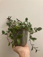 Tradescantia :)